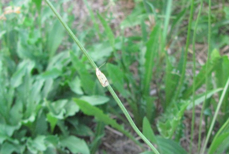 Agapeta cfr. hamana